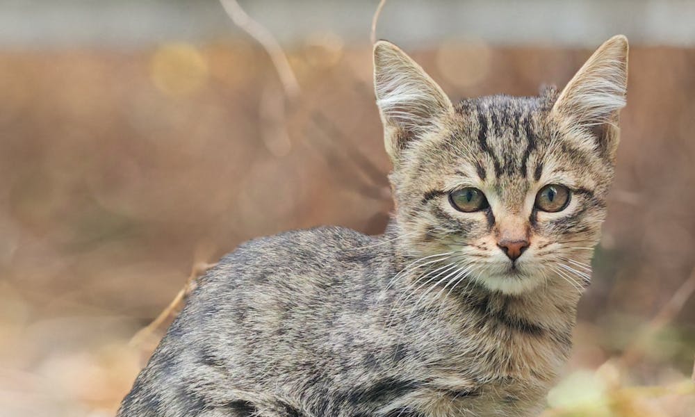 Cute tabby kitten sitting outdoors among fallen leaves in autumn. .pexels