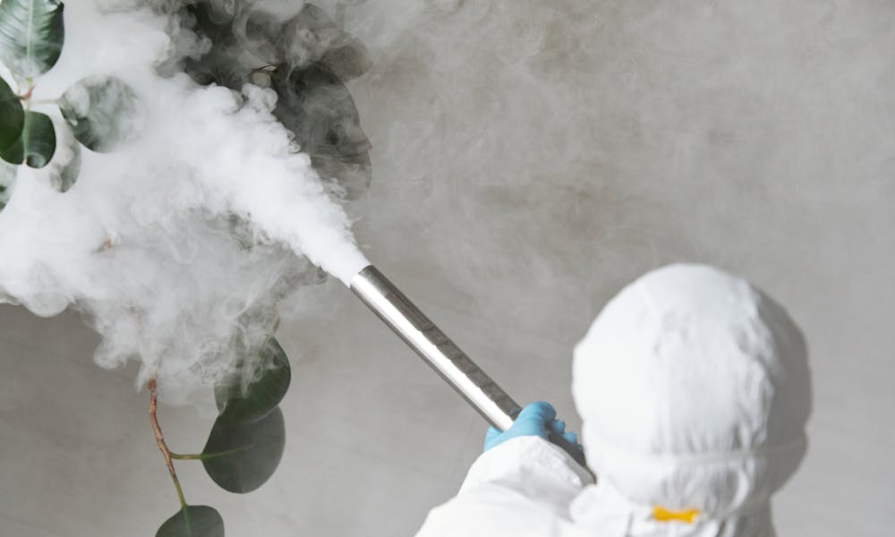 Person in protective gear fumigating an indoor plant, emitting smoke. .pexels