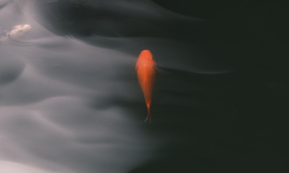 Free stock photo of koi fish .pexels