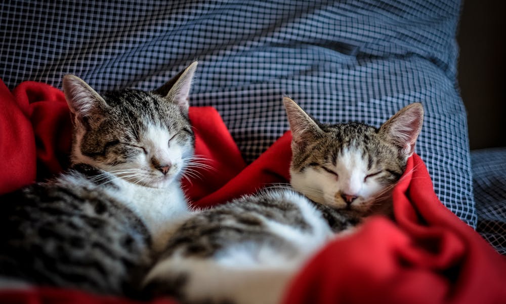 Two adorable kittens peacefully sleeping on a soft red blanket indoors. .pexels