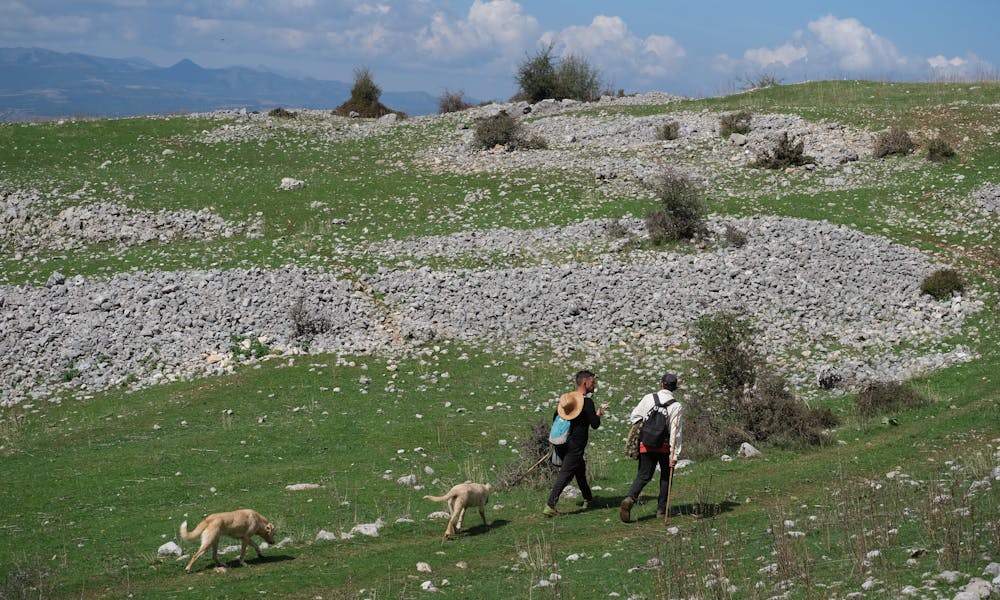 Two hikers with dogs traverse a rocky green terrain under a clear blue sky. .pexels