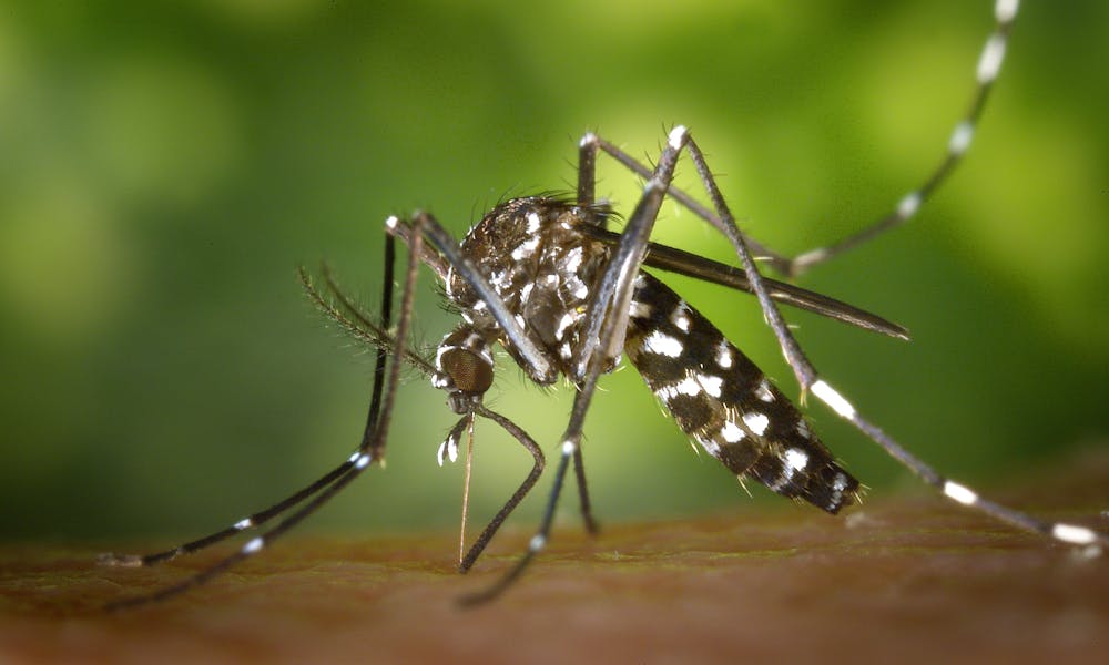 Detailed macro capture of Aedes albopictus mosquito on human skin. .pexels