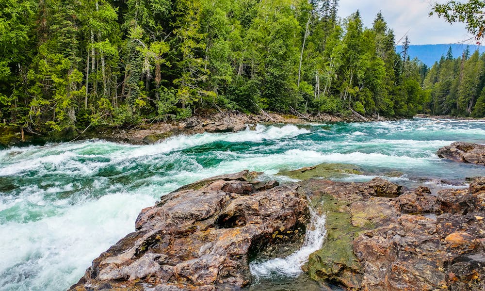 A vibrant river flows through a lush green forest, showcasing nature's beauty. .pexels